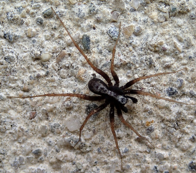 Pardosa lugubris s.l. - Seren del Grappa (BL)